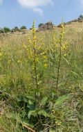 Verbascum chaixii